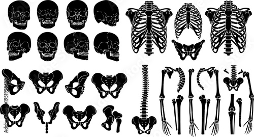 Detailed silhouette collection of human anatomy including skulls, rib cages, pelvis, spine, arm and leg bones for medical and educational design
