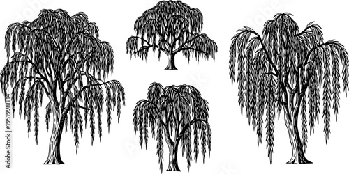 Willow tree, botanical sketch, nature foliage, drooping branches, tree silhouette, forest plant, cad drawing flat vector illustration
