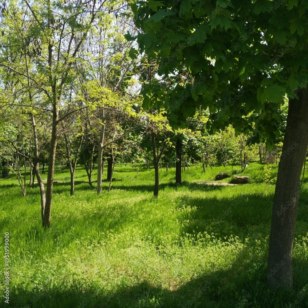 Obraz premium tree in the park