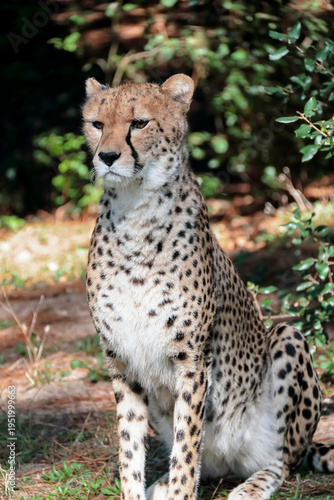Un guépard immobile attend