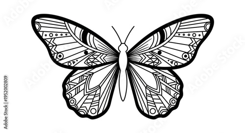 Detailed Butterfly Illustration with Intricate Wing Patterns.