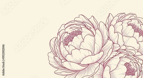 Elegant peonies sketched in soft pink tones on light background  