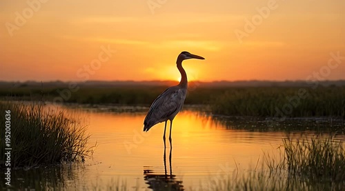 Lone wading bird standing in a shallow marsh pond at sunset, reflecting on calm water