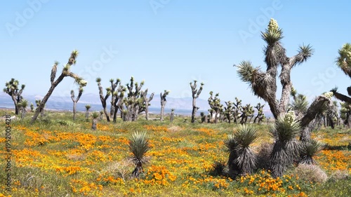 Wallpaper Mural Slow motion shot of Joshua Tree wildflower super bloom at Antelope Valley in Lancaster, California, USA Torontodigital.ca
