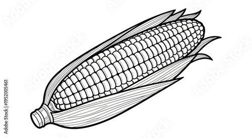 Corn cob illustration, black and white line art, isolated on white background