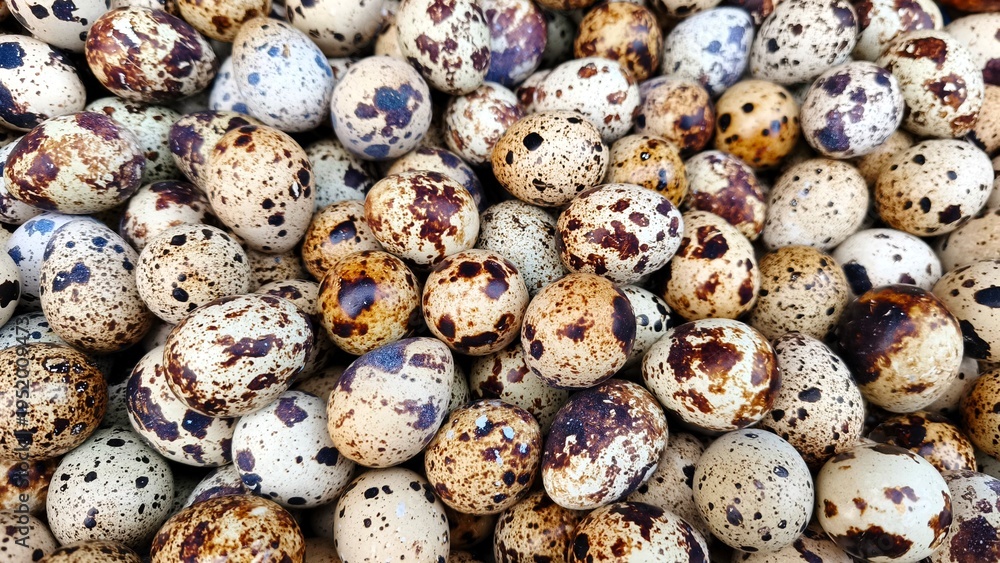 Obraz premium Pile of Quail Eggs, which are a source of animal protein in small sizes with a distinctive brown spot pattern (2)