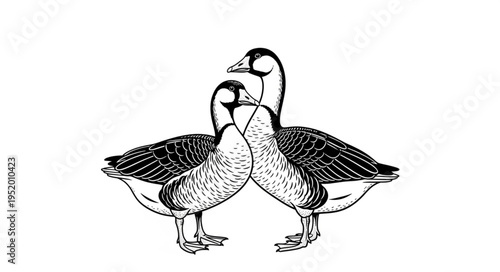 Elegant Trio of Barnacle Geese in Detailed Black and White Illustration.