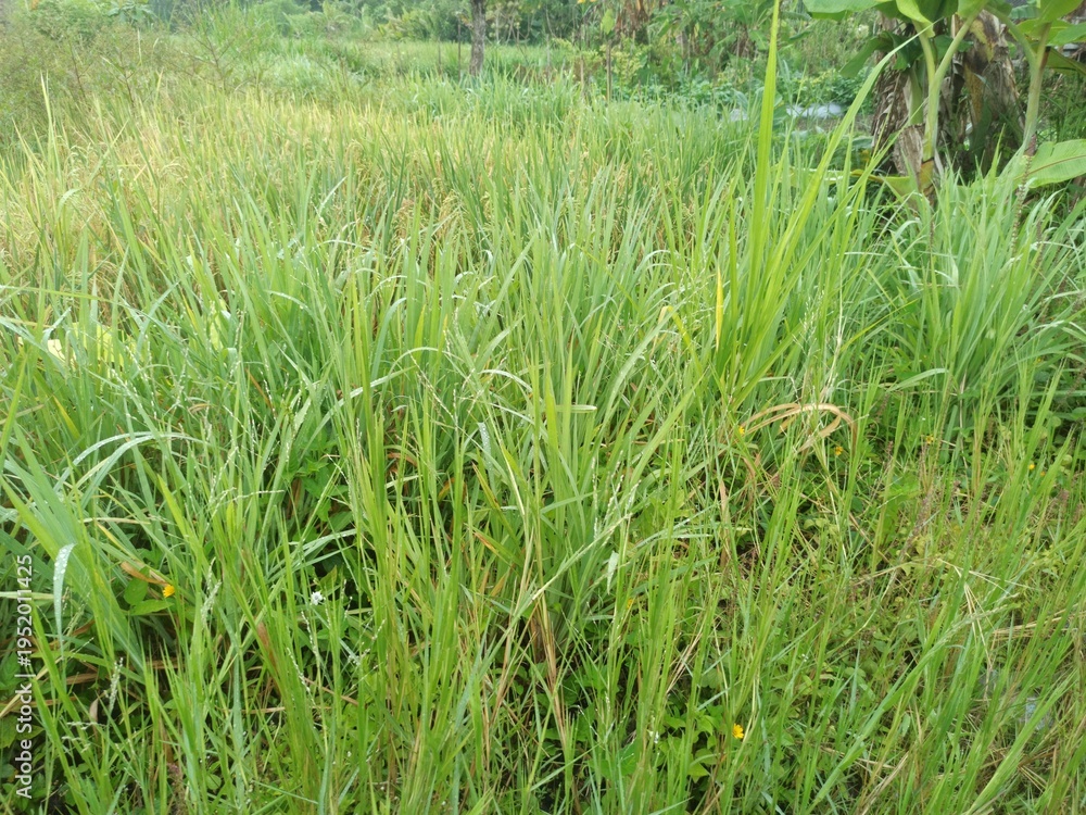 Fototapeta premium close up of elephant grass, a large, green and fresh grass with high nutritional value which is usually used as animal feed