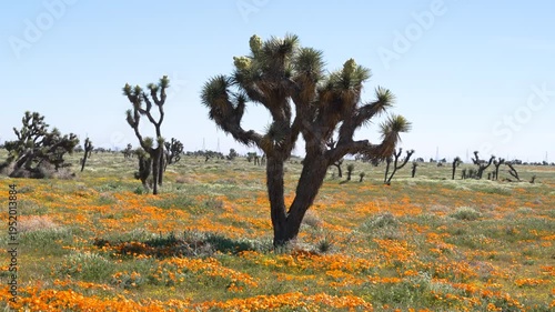 Wallpaper Mural Slow motion shot of Joshua Tree wildflower super bloom at Antelope Valley in Lancaster, California, USA Torontodigital.ca