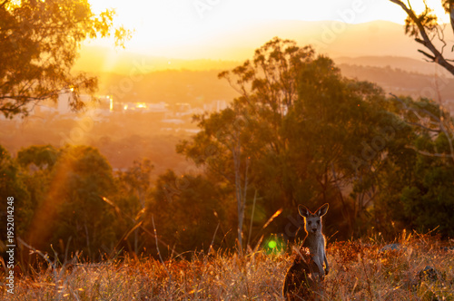 Photos Juvenile Eastern Grey Kangaroo at Sunset with Canberra Cityscape, Australia