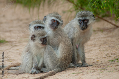 Obraz na płótnie Vervet Monkeys Sitting on Sandy Beach, Cape Vidal, in iSimangaliso Wetland Park,