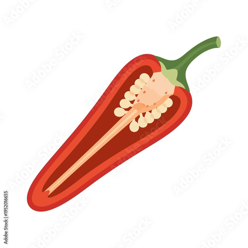 A detailed cross-section illustration of a ripe red chili pepper, showcasing its internal structure with seeds and pith.