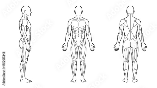Bild auf Leinwand Human anatomy male body muscles side front back view medical study illustration