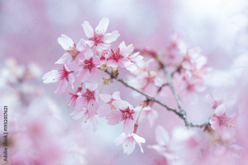 Fototapeta premium Blooming Cherry Blossoms on Branch in Spring
