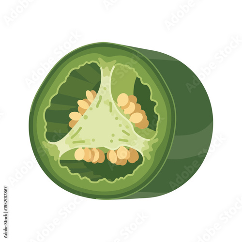 A cross-section of a vibrant green jalapeño pepper revealing its seeds and inner structure, isolated on a white background.
