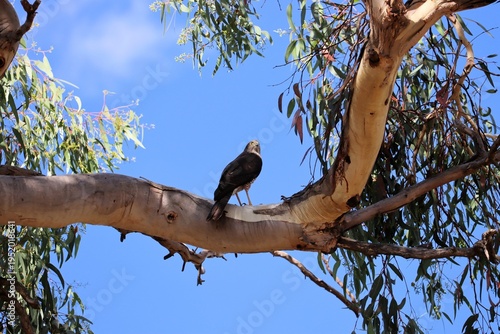 Fotografie Brown Goshawk (Tachyspiza fasciata) pausing on eucalyptus branch during hunt, So