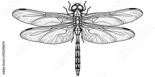 Dragonfly illustration, detailed black and white artwork with wings texture anatomy stippling linework entomology insect vector design