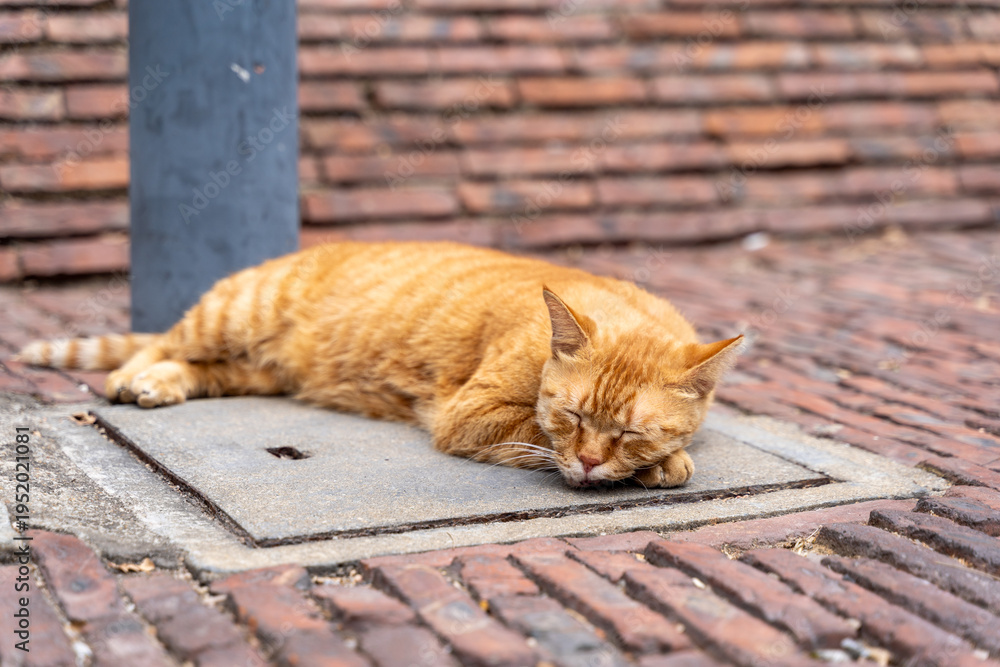 Fototapeta premium Sleeping orange tabby cat on stone pavement