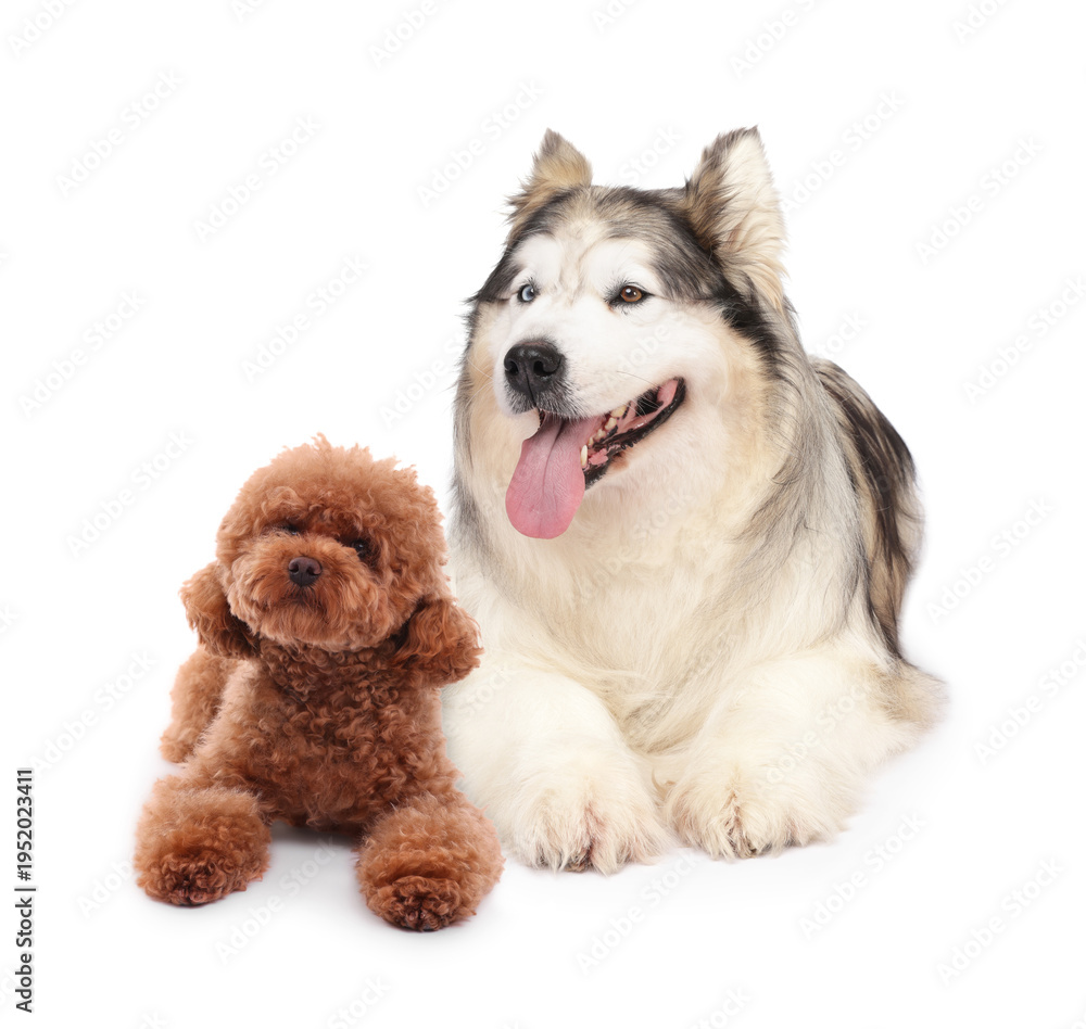 Fototapeta premium Cute fluffy dogs on white background. Adorable pet