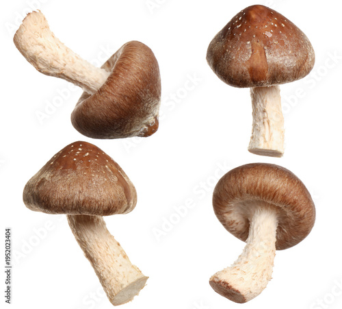Canvas Print Fresh shiitake mushrooms isolated on white, collage