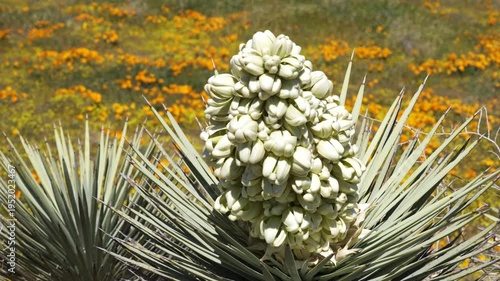 Wallpaper Mural Slow motion shot of Joshua Tree wildflower super bloom at Antelope Valley in Lancaster, California, USA Torontodigital.ca