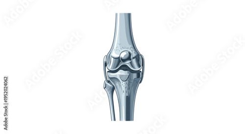 A detailed grey-toned illustration of a human knee joint is shown vertically on a clean white background.