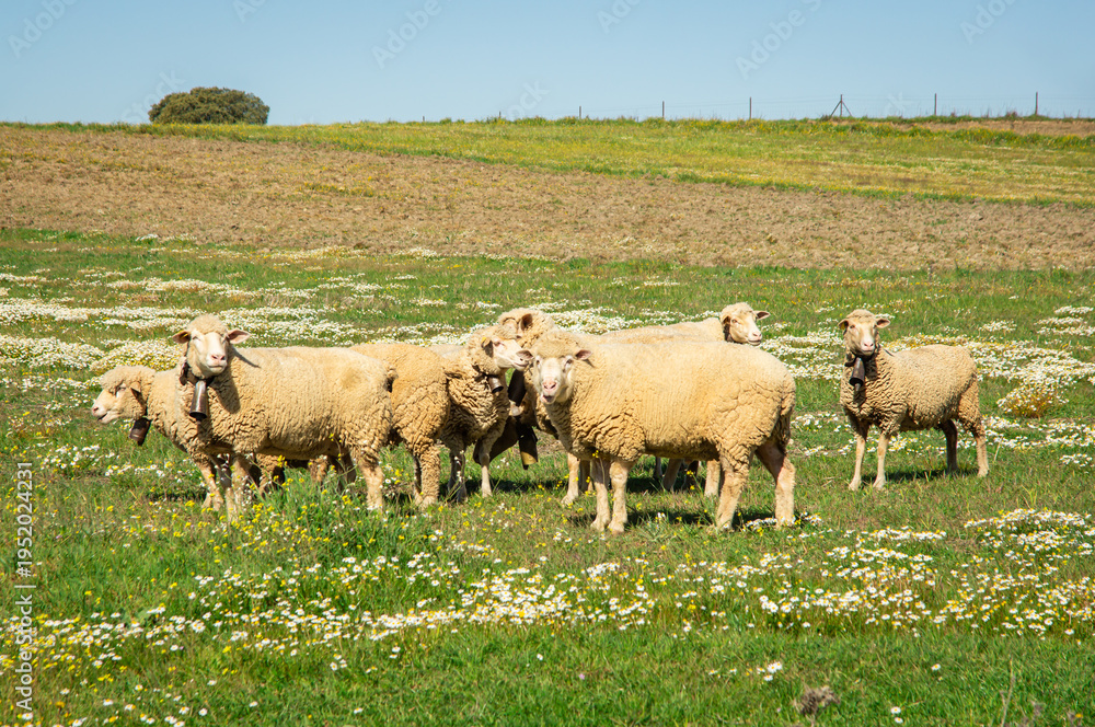 Fototapeta premium Curious glances: detail of merino sheep in a traditional livestock environment during spring.