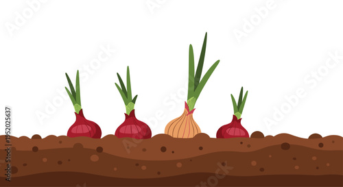 Four onions, three red and one yellow, are shown growing in rich brown soil with green shoots emerging on a white background.