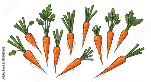 Eleven fresh orange carrots with green leafy tops and white roots are scattered across a pristine white background.