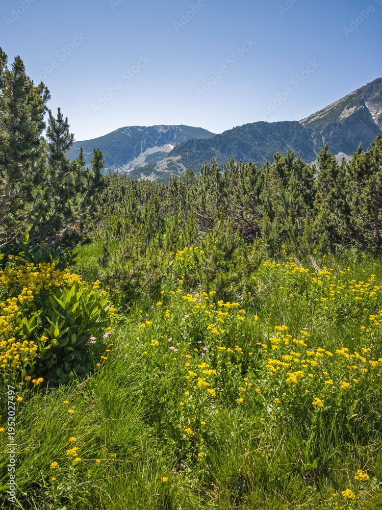 Fototapeta premium Landscape of Pirin Mountain near Banski Lakes, Bulgaria