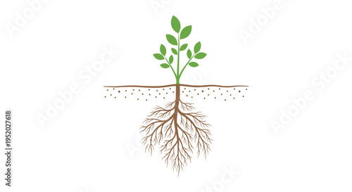 A single vibrant green plant with multiple leaves displays its intricate white root system below a section of brown soil against a white background.