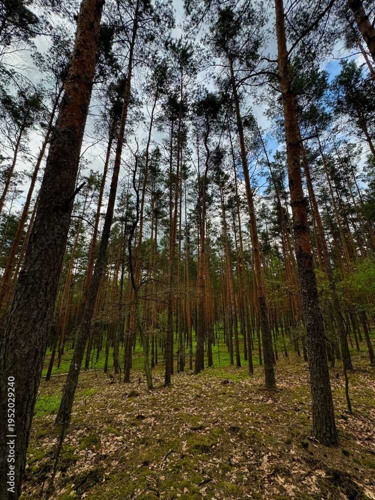 Obraz premium trees in the forest