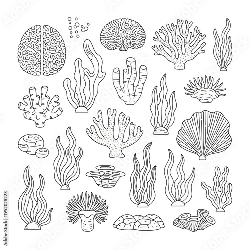 Hand-drawn Coral Reef Elements: Diverse Marine Life Illustrations
