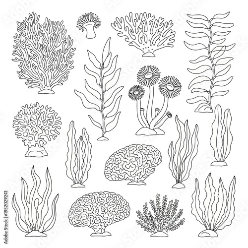 Hand-drawn illustration of various seaweeds and corals, isolated on white background