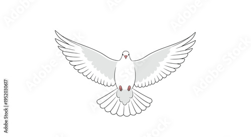 A white dove is flying directly towards the viewer with its wings fully outstretched horizontally, outlined in black against a white background.