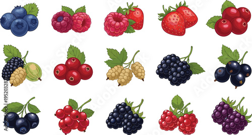 A Set of Detailed Berry Illustrations Including Blueberries, Raspberries, Strawberries, and More for Fruit and Nature Themes