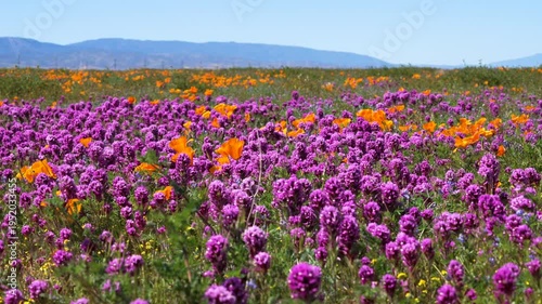 Wallpaper Mural Slow motion shot of purple owl's clover wildflower super bloom at Antelope Valley in Lancaster, California, USA Torontodigital.ca
