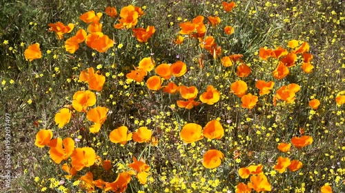 Wallpaper Mural Slow motion shot of wildflower super bloom at Antelope Valley in Lancaster, California, USA Torontodigital.ca