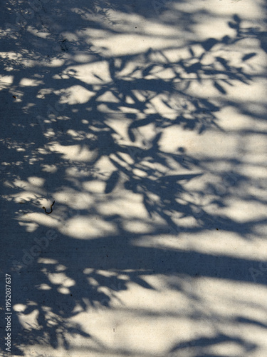 Dappled tree branch shadows cast across a concrete platform surface in soft sunlight