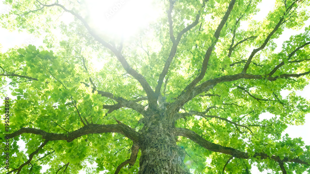 Fototapeta premium Large green oak tree with sprawling branches against bright sky in summer outdoor nature scene