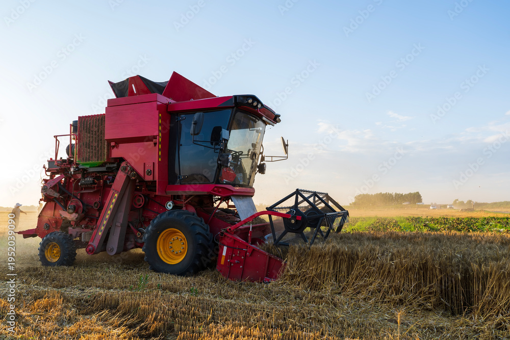 Obraz premium The combine is harvesting the wheat in the evening