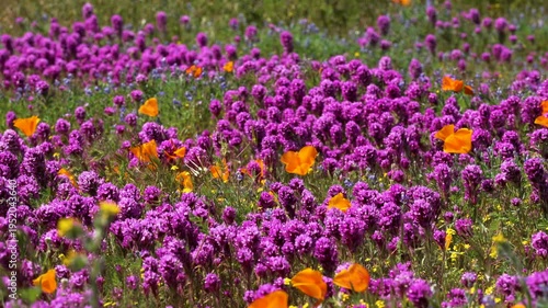 Wallpaper Mural Slow motion shot of purple owl's clover wildflower super bloom at Antelope Valley in Lancaster, California, USA Torontodigital.ca