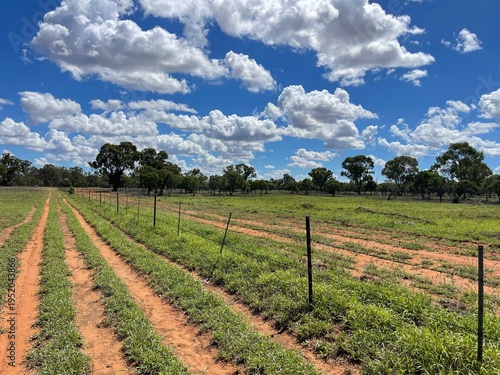 Green paddock in Australia 