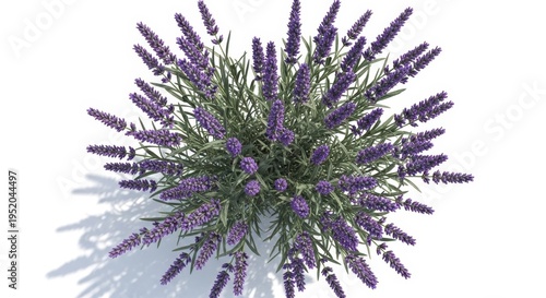 Overhead View of Lavender Plant with Purple Flowers.