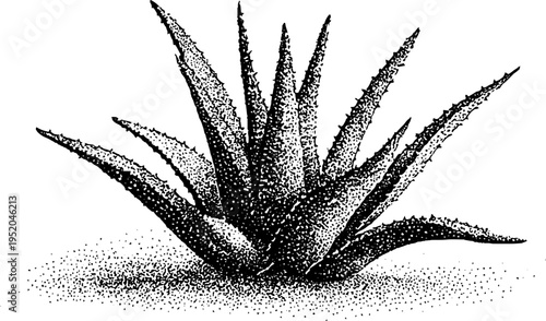 Black and white stippled aloe plant with spiky leaves for botanical art design