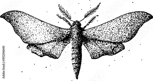 Atlas moth with geometric background in black and white, stippling effect for art and design