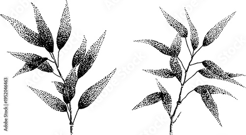 Black and white bamboo leaves stippling design for art and decoration