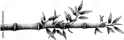 Bamboo stalk with leaves in black and white stippling art - botanical illustration for design