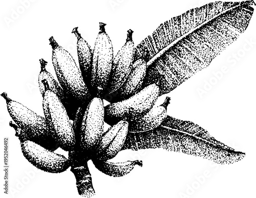 Tropical banana bunch with leaf frame in black and white dotwork design