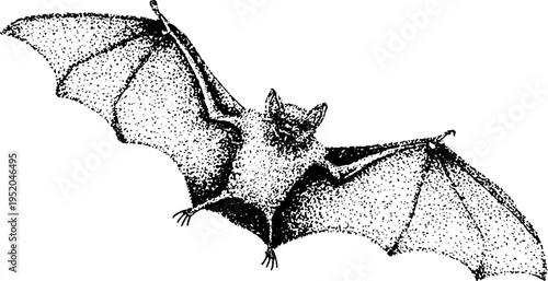 Nocturnal bat in flight: black and white night sky design for posters